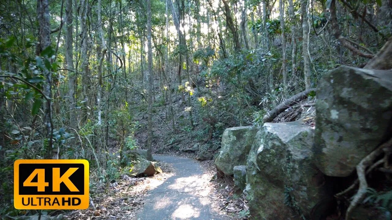 【4K】Australian City Jungle