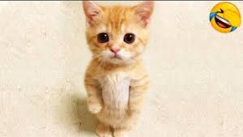 Funniest Cats and Dogs 🐶🐱 - Funny Animal Videos