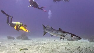 Flying Saucer or Cobia Cage? AKA Shark and Barracuda thrill scuba divers