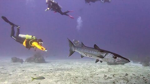 Flying Saucer or Cobia Cage? AKA Shark and Barracuda thrill scuba divers