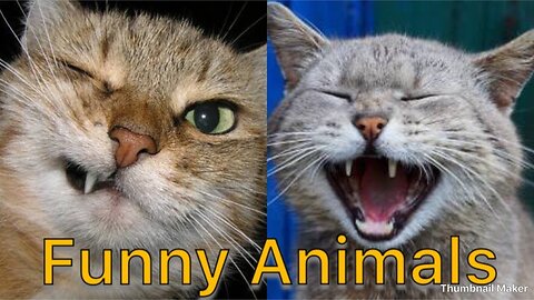 Funniest Animals Video 2023 | Funniest Cats and Dogs Compilation | Funny Animal Videos