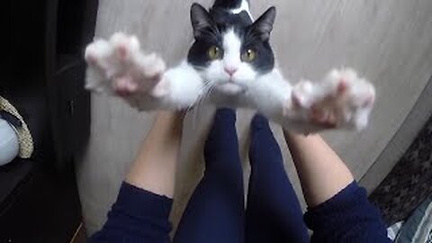 Hilarious Cat DEMANDS Hugs! | CUTEST Cats, Dogs and Pets 😍