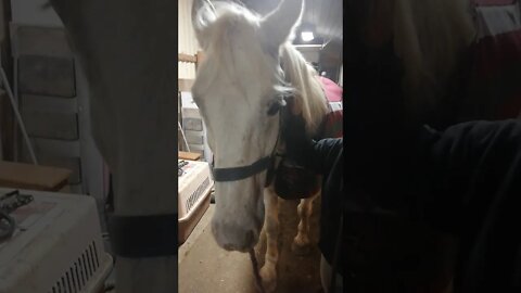 Carter is the shy 🏇 that gets picked on😭