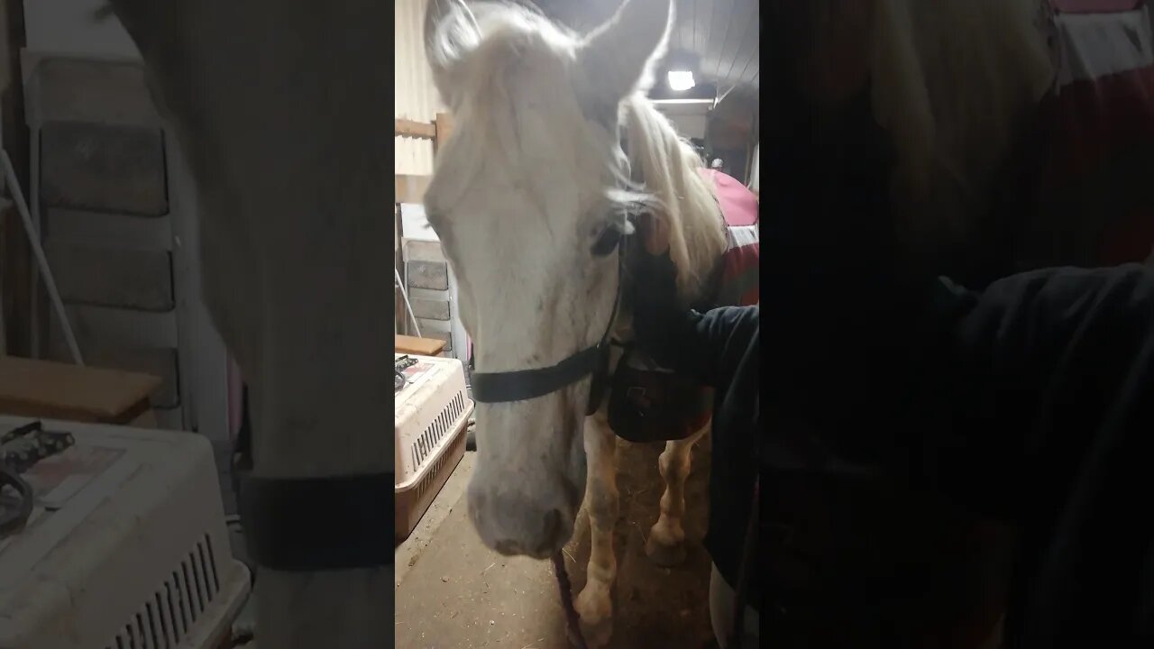 Carter is the shy 🏇 that gets picked on😭