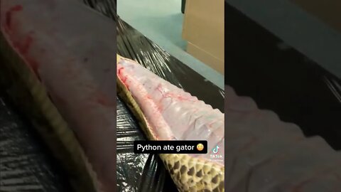 Python eats gator! 👀🤯🔥