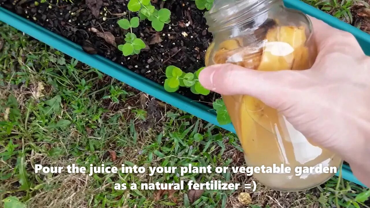 Make Natural Fertilizer For Your Garden With Banana Peels =)