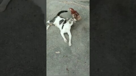 cat vs Hen #youtubeshorts #shorts