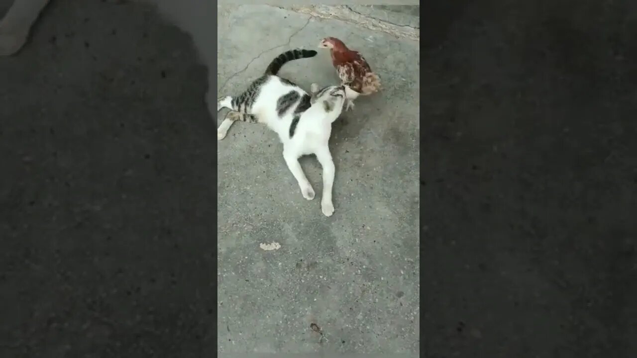 cat vs Hen #youtubeshorts #shorts