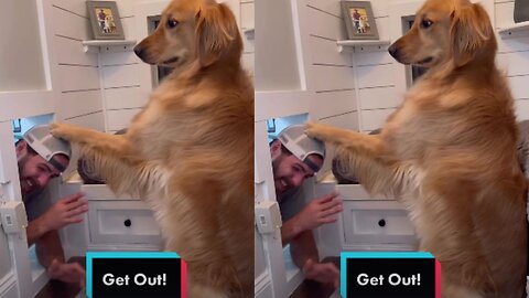 When Entered Dog Puppies' House Unannounced