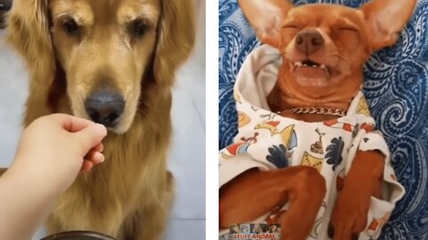 Dog videos to make you smile - Training simple - Fast