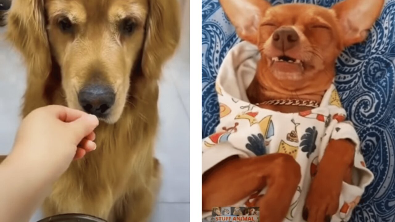 Dog videos to make you smile - Training simple - Fast