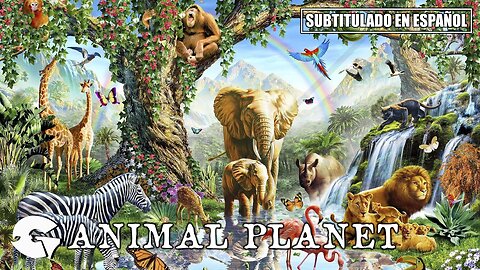 GZA - Animal Planet | (Subtitulado en español) (Prod. por Tyquan Walker & Bink)