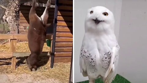 Throwing a donkey | cute animals 2023 🔥