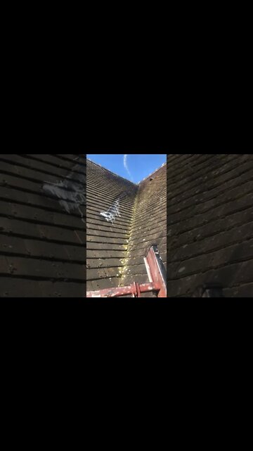 #shorts #2022 funny,prank,funjokes,dad jokes,funny memes,funny video,fun,laughing,funny animal,knock