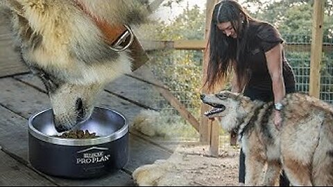 Unboxing Purina ProPlan Hunting Kit with Josey!