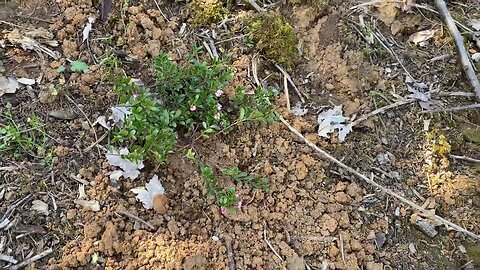 Someone beat me to guerrila planting this hillside!!!