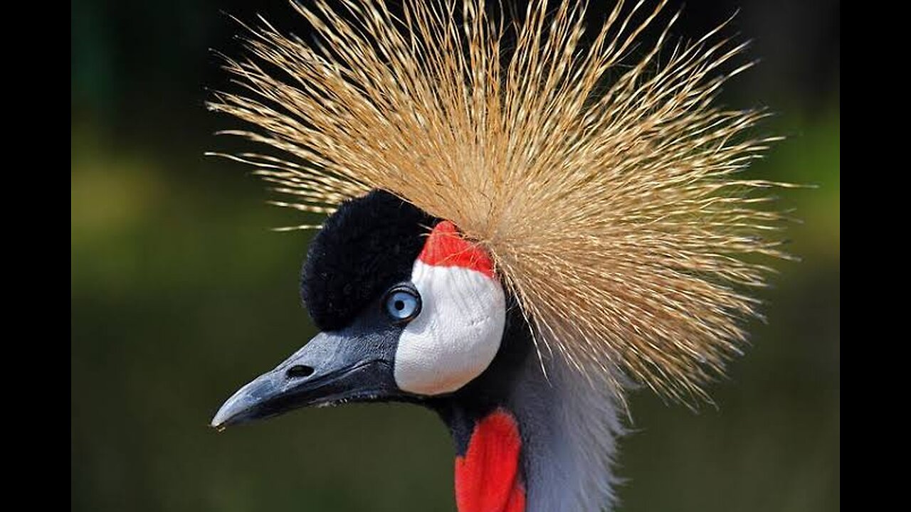 Black crowned crane