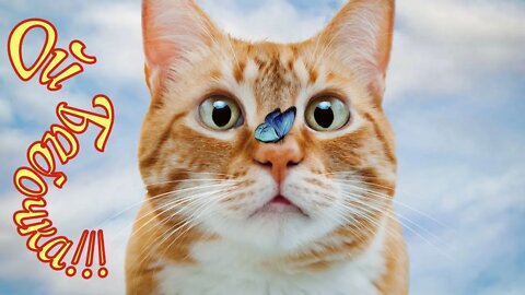 Смешные Коты 4 Funny Cats