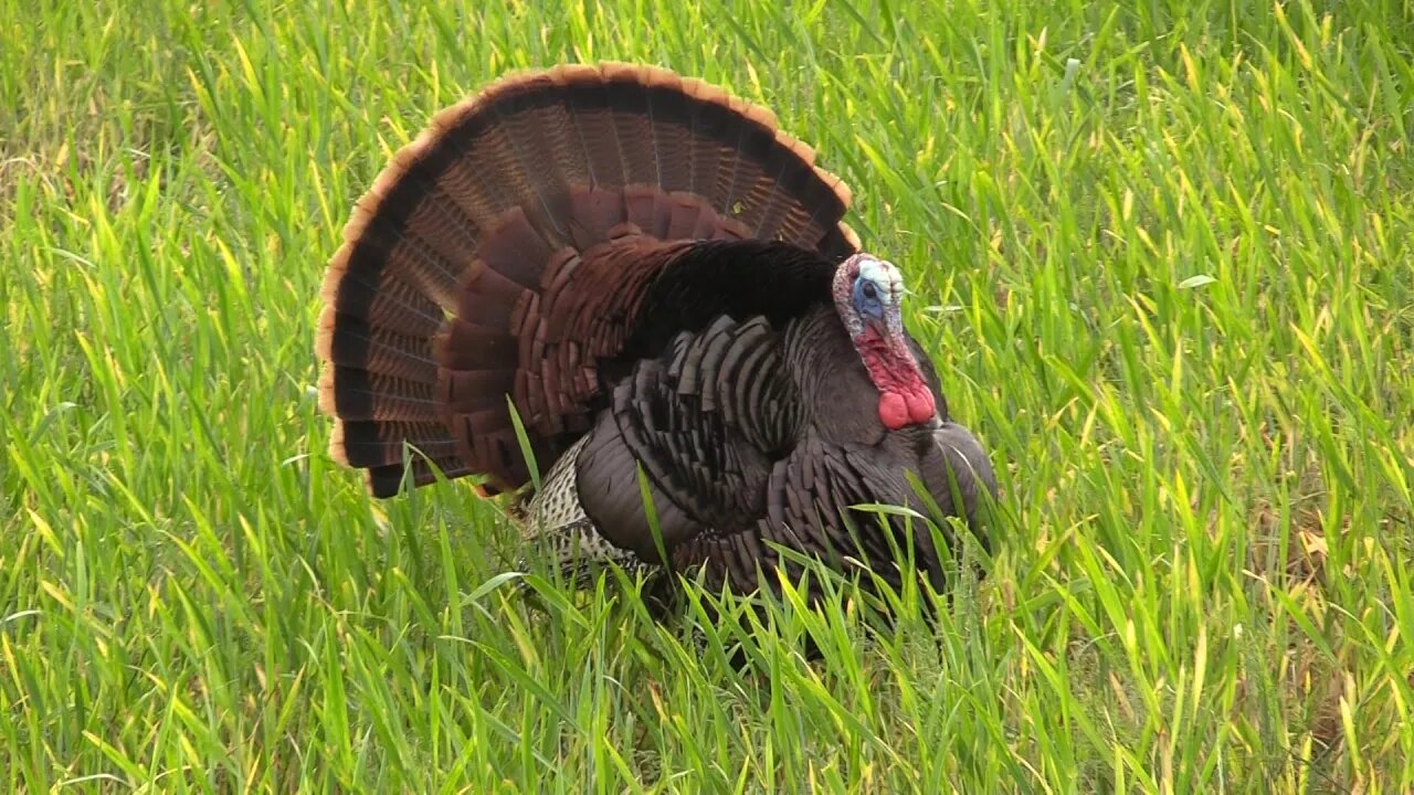 Spring Turkey Hunting - 2 Southern Illinois Toms