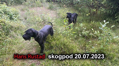 Skogpod 20. juli 2023