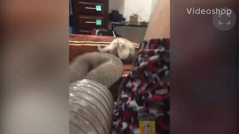 funny ferret