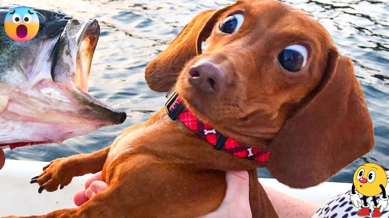 Hilarious Animal Videos 🤣 Part #20