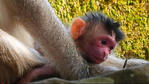 Baby Monkey In Action Of Climbing The Stone