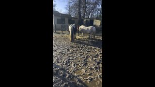 Pony enjoying the weather