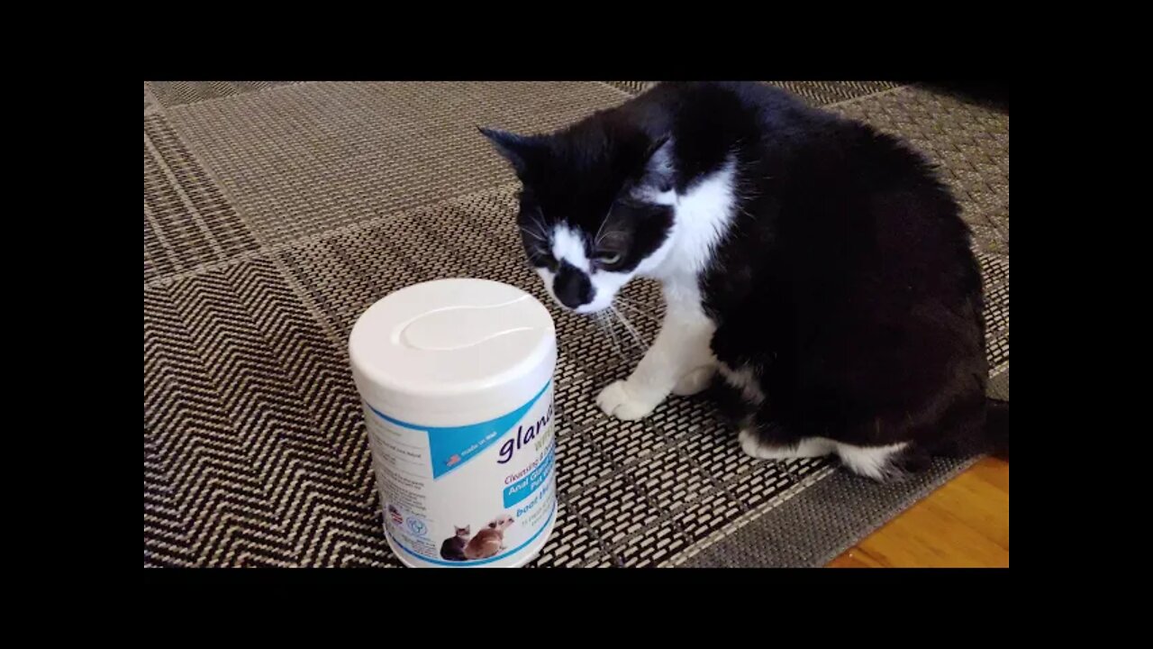 Greenies sponsors Mr. Clinton the Cat. Louis has no sponsors. Wishlist unboxing!