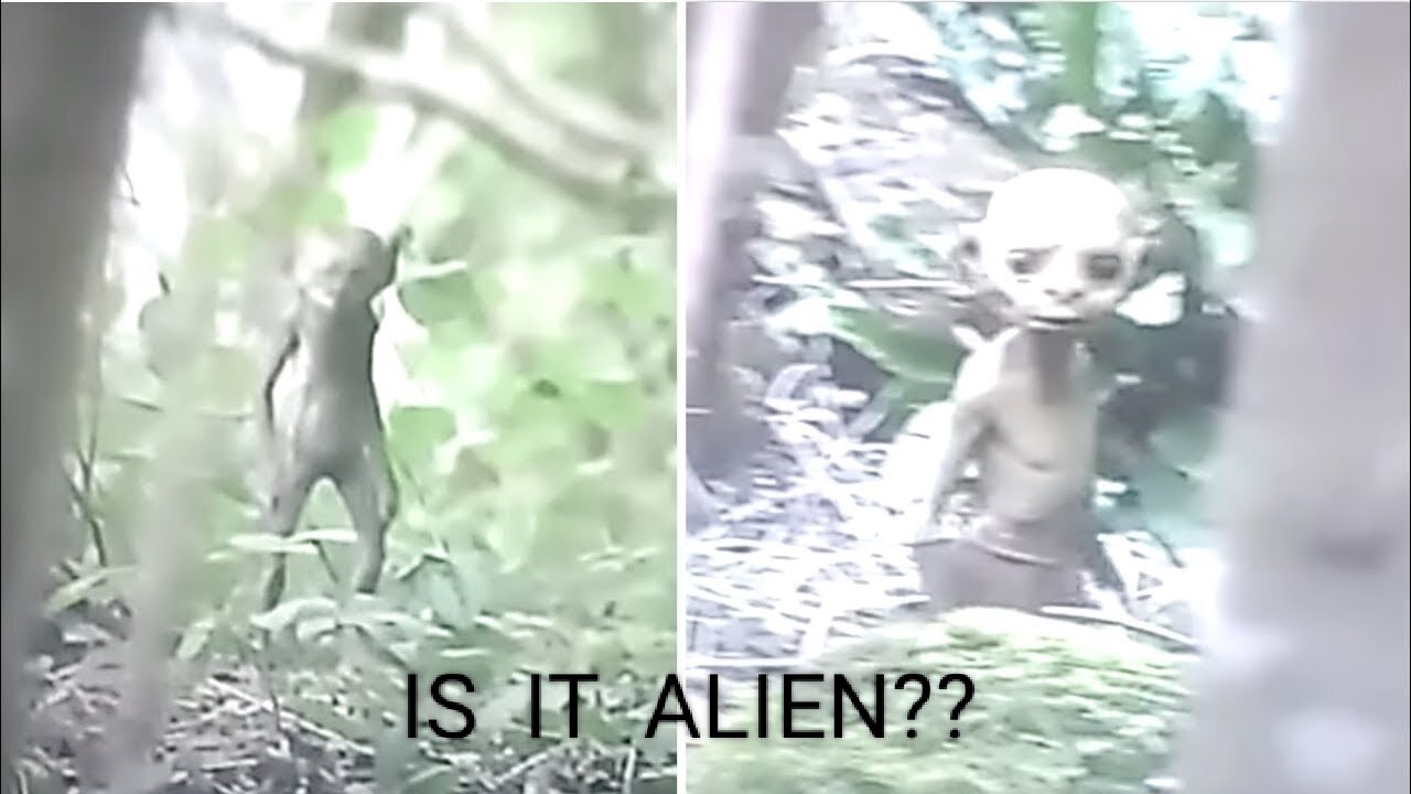 Trail Camera Captures What No One Was Supposed To See