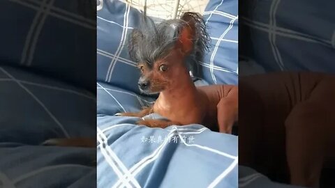 Crested dogs feel special