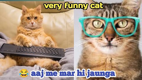 Very fuuny cat😂|funny cat videos try not to laugh | Funny Cat & Dog compilation 2023