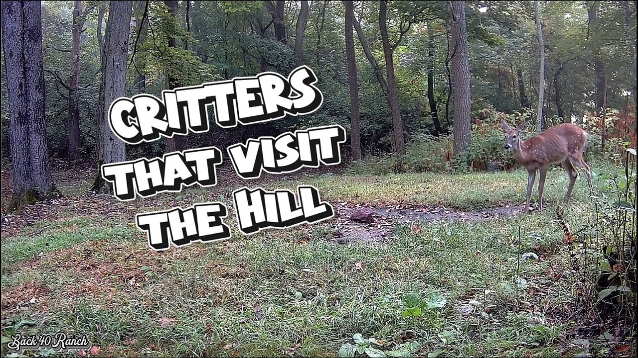 Critters on the hill