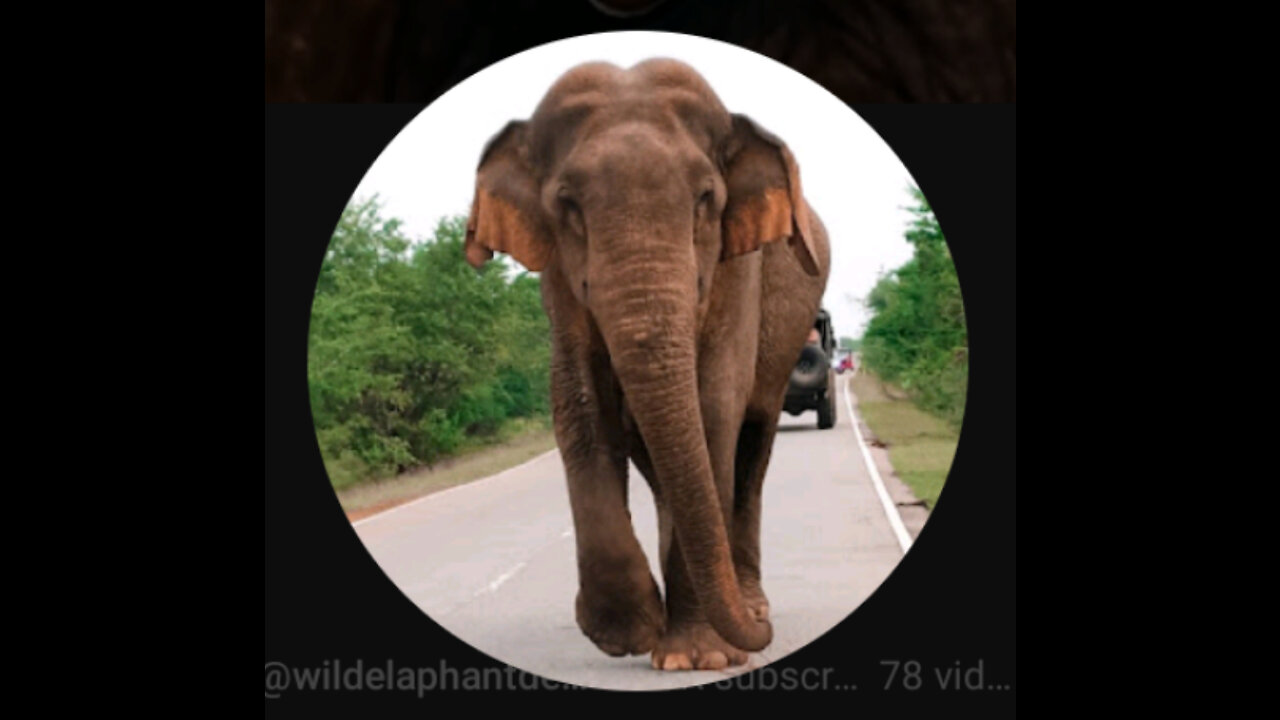 Wild elephant