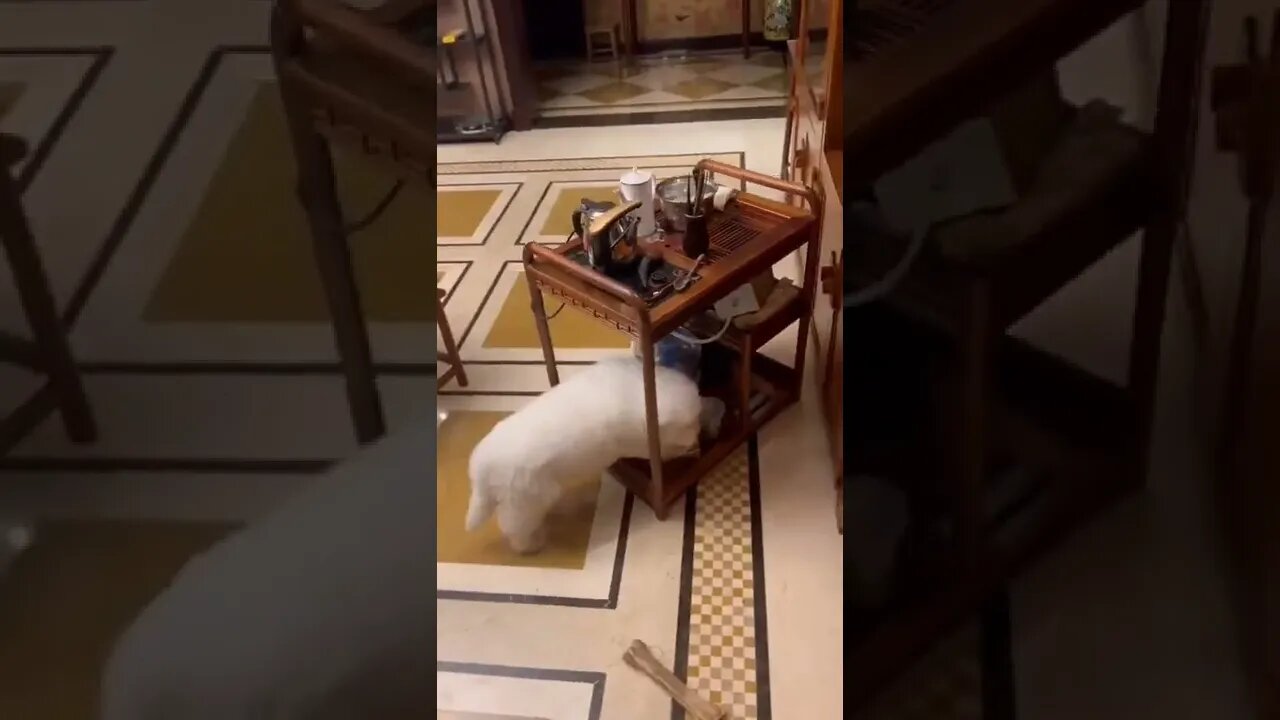 Tea is being served now..🐕🐾☕😅