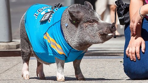 Cute Pet Pig In New York City