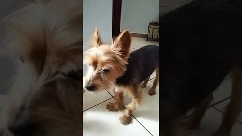 Yorkshire terrier #Shorts