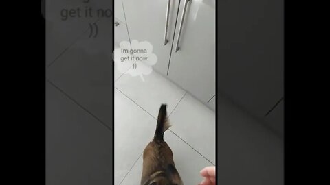 Dog jumps for his favourite treat