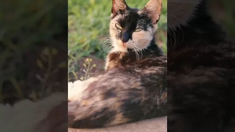 KUCING LUCU #PART 7