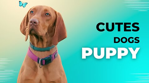 shorts videos of dogs| dogs videos | videos | funny dogs