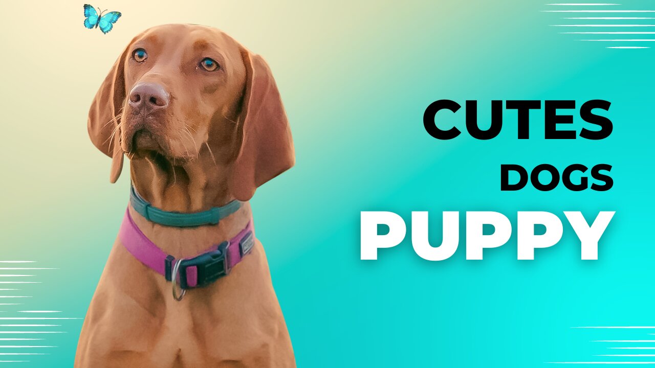 shorts videos of dogs| dogs videos | videos | funny dogs