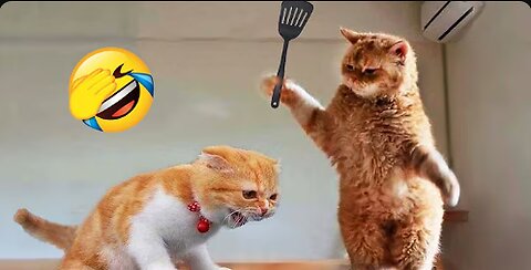 Funniest Animals 2024 😂 Best of Cats and Dogs Part 1 😺