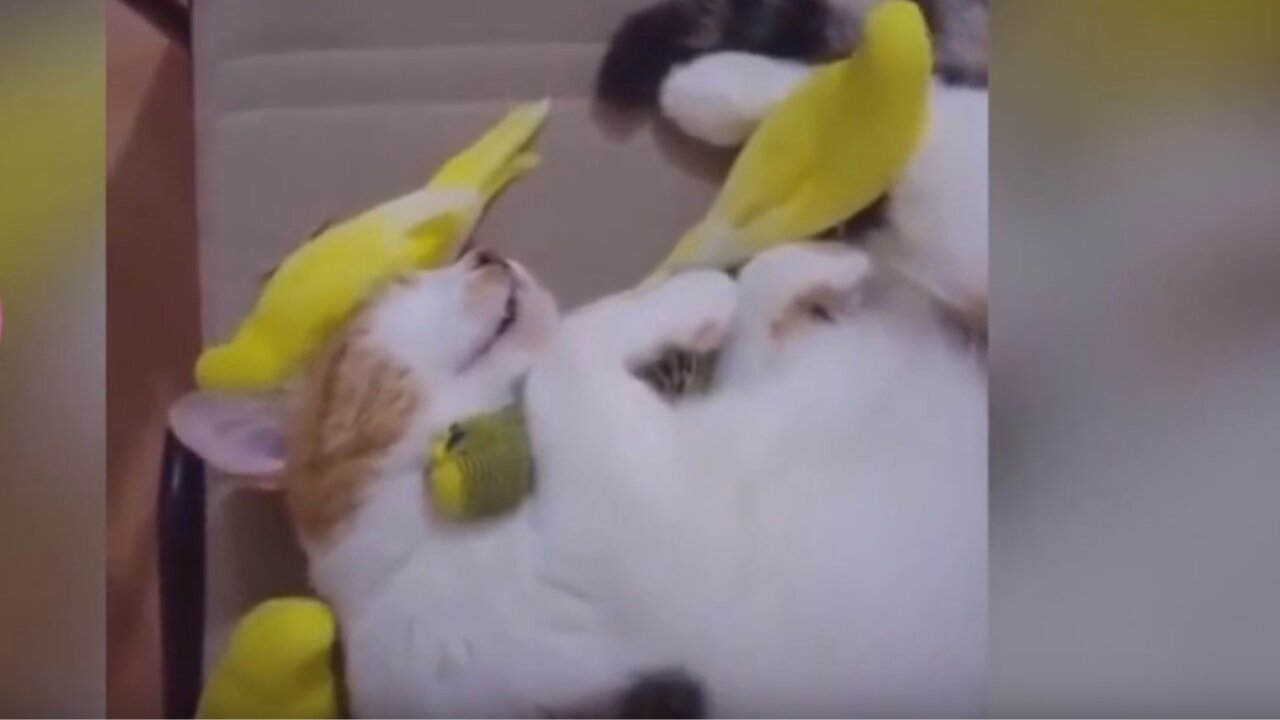 Cat napping with the birdies! And other animal magic...