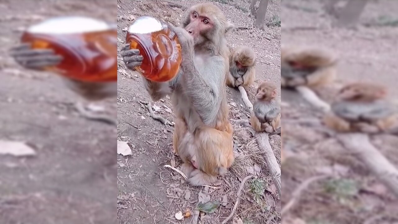 Monkey loves whiskey 😂 2021