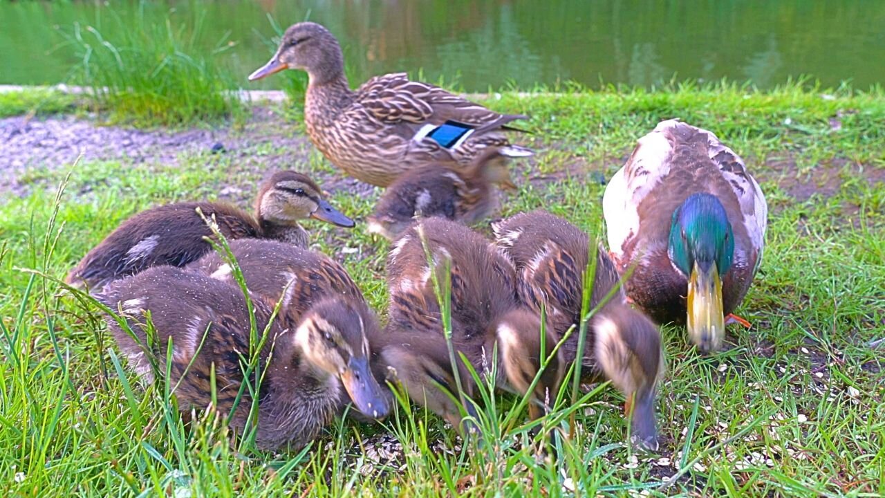 The 7 Ducklings Family Breakfast. Mallard Ducks