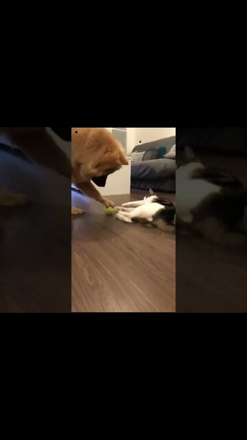 funny dog and cat shorts #shortsvideo