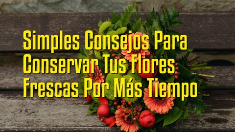 Simples Consejos Para Conservar Tus Flores Frescas Por Más Tiempo