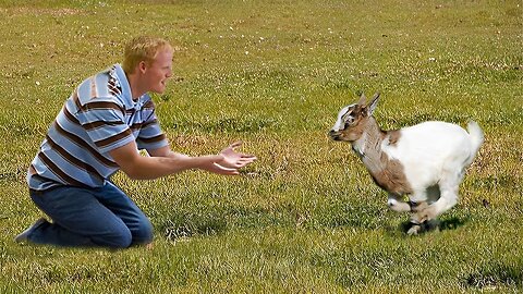 Most Heartwarming Animal Reunions with Owners