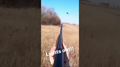 Watch This 💯💯 #pheasantseason #goldenretriever