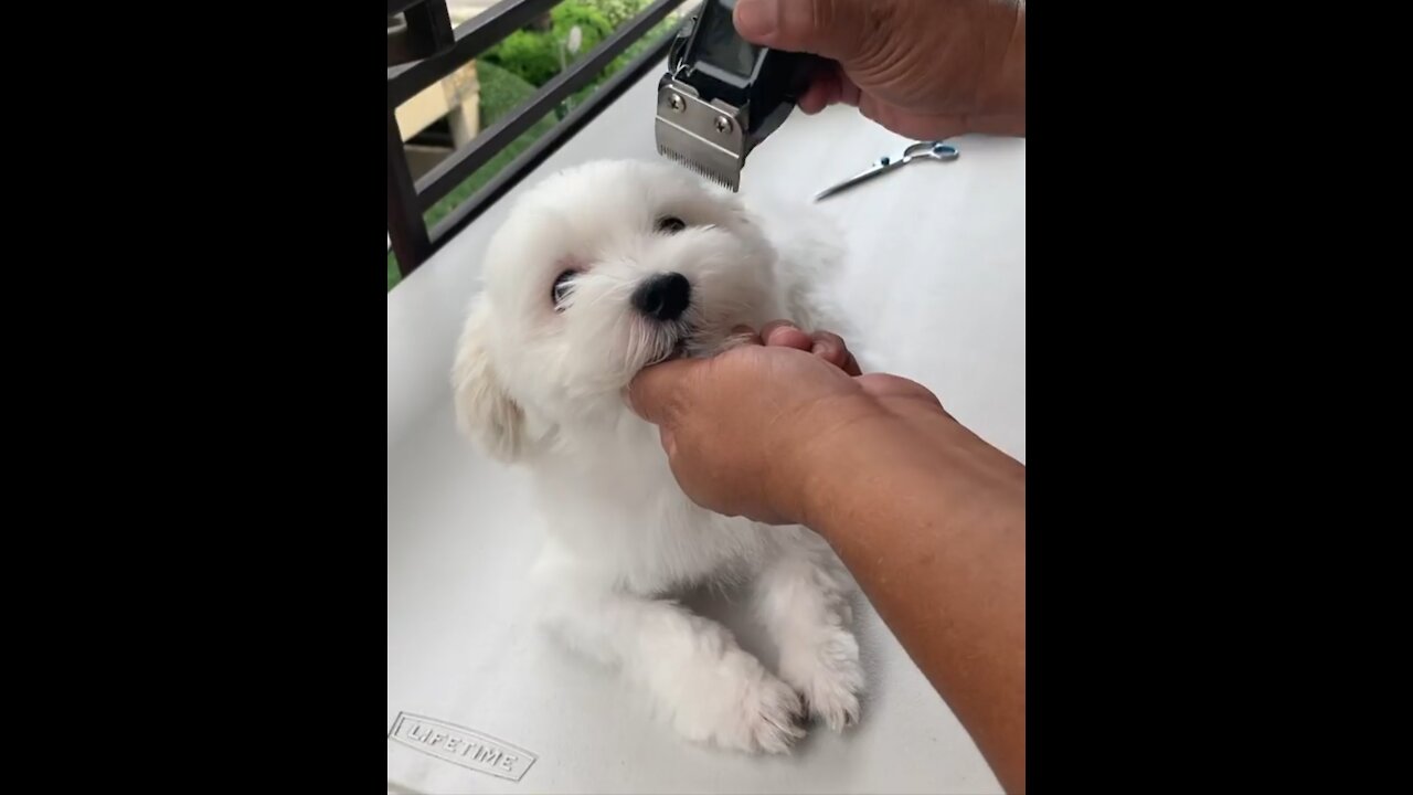 Cute Pup Getting Haircut 🐶